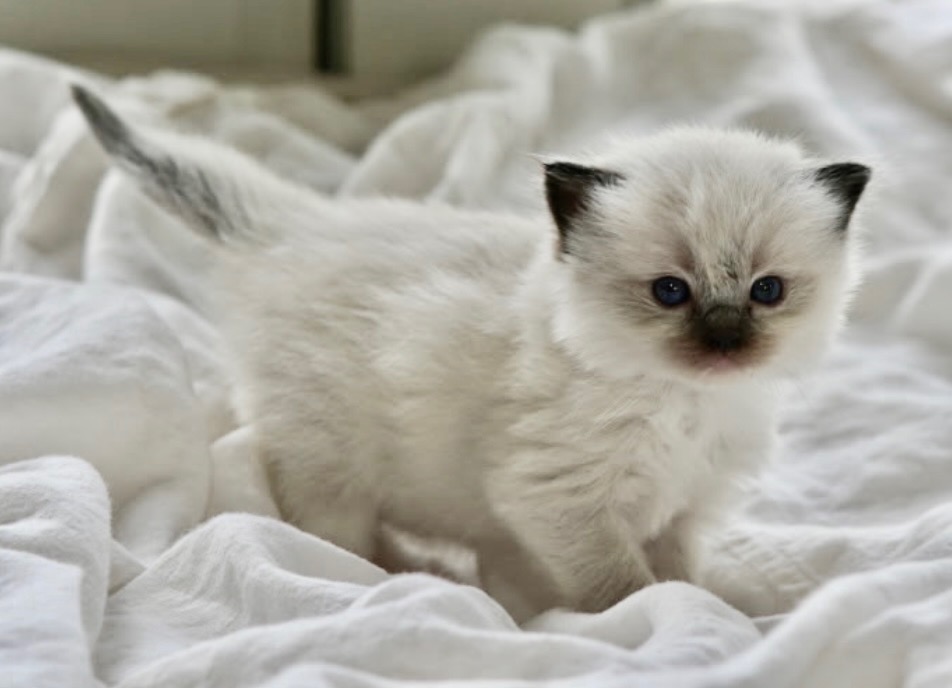 Cute Ragdoll Kitten