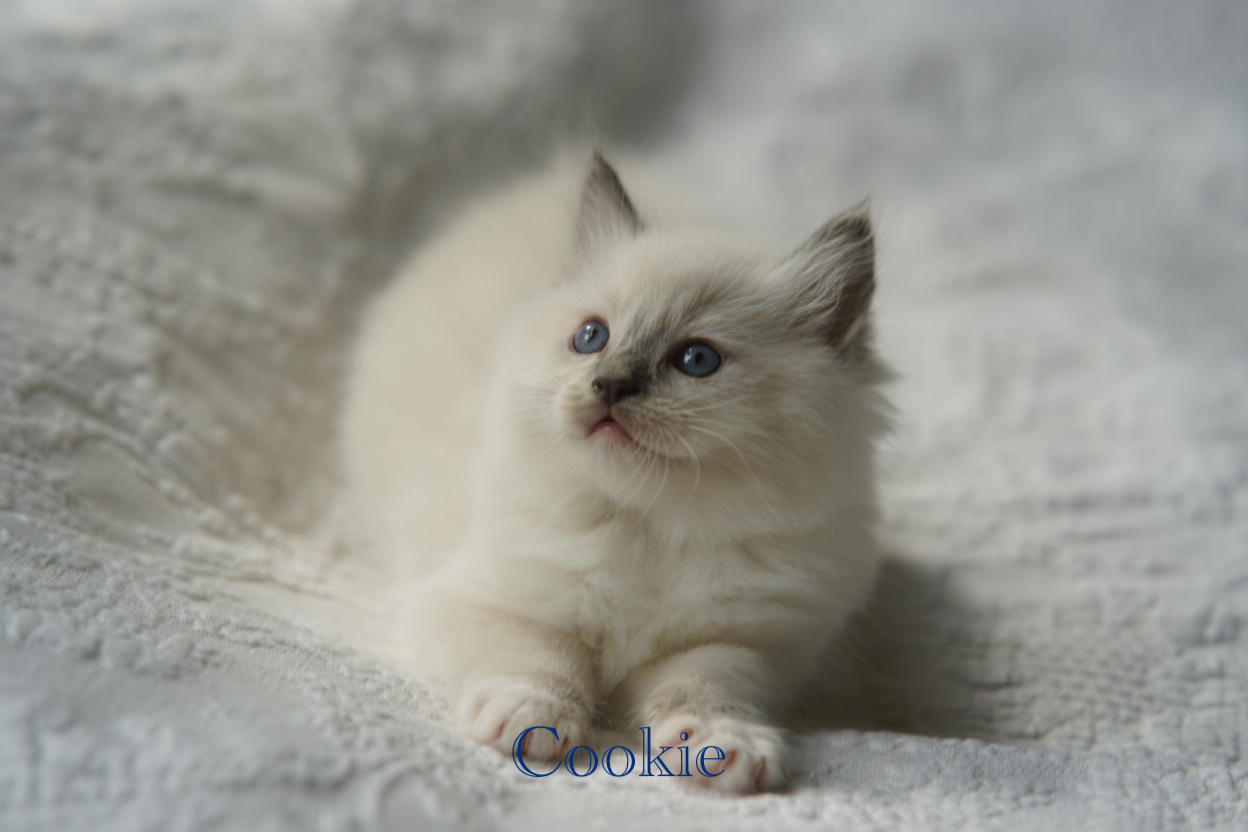Cute Ragdoll Kitten