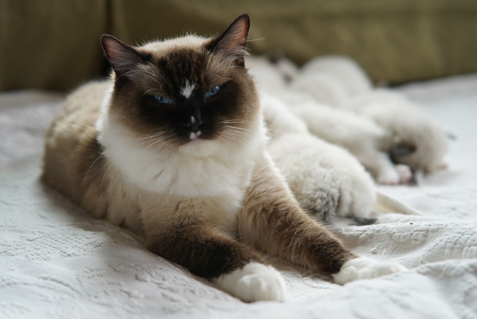 Ragdoll Cat