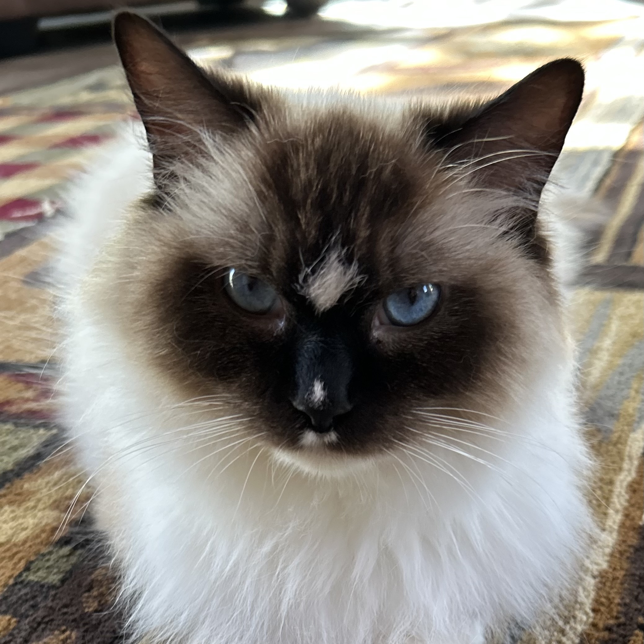 Ragdoll Cat