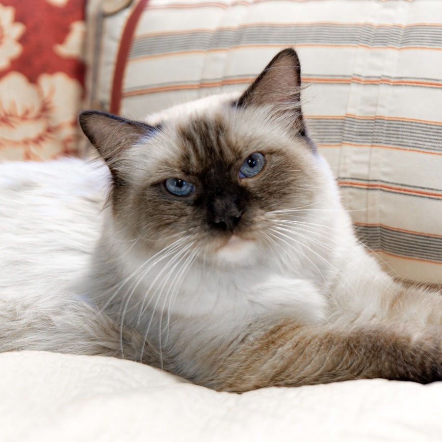 Ragdoll Cat