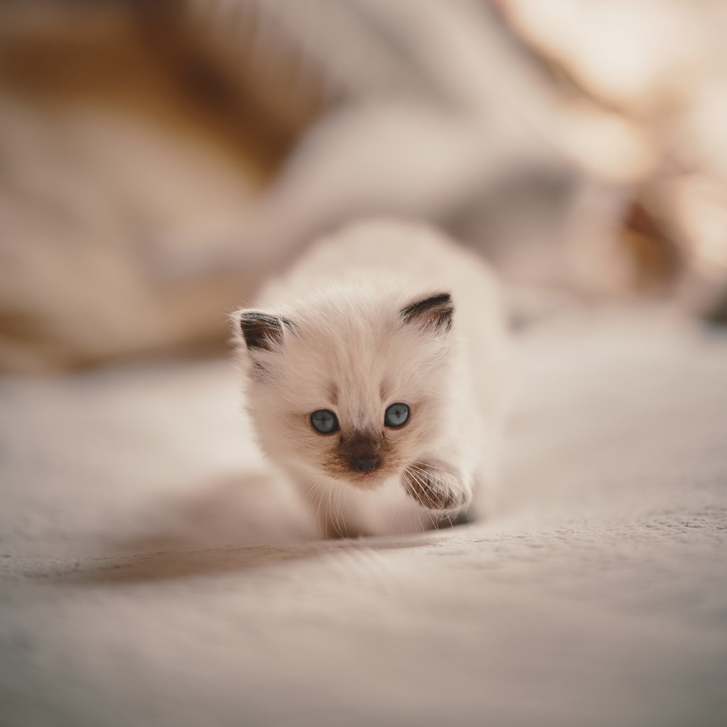 Cute Ragdoll Kitten