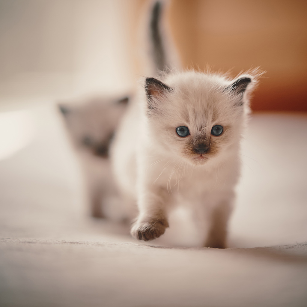 Cute Ragdoll Kitten