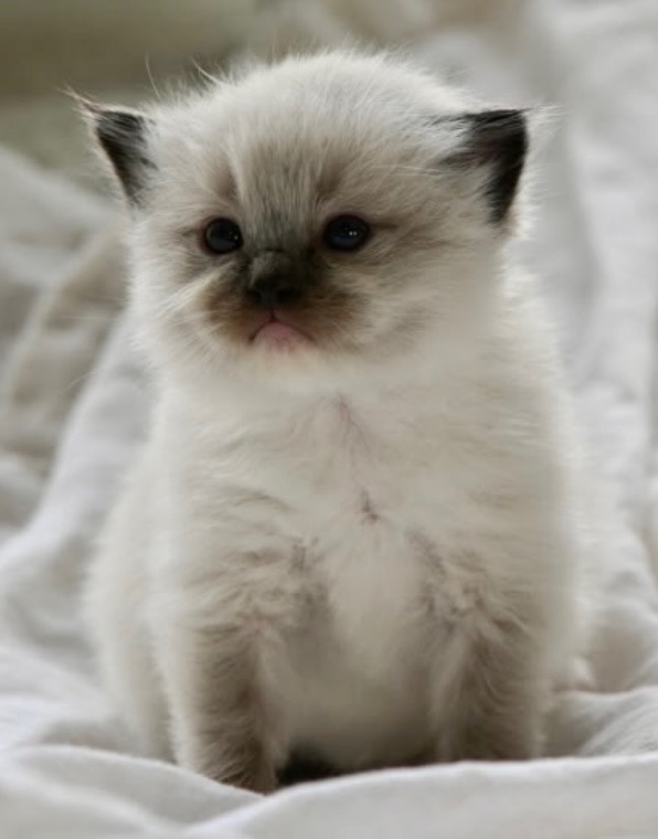 Cute Ragdoll Kitten