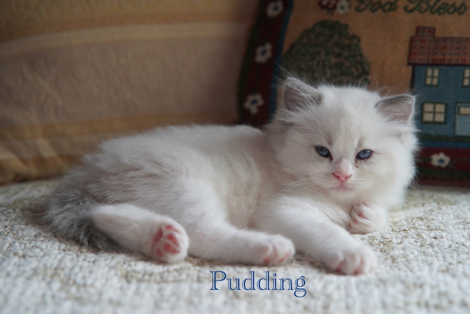 Cute Ragdoll Kitten