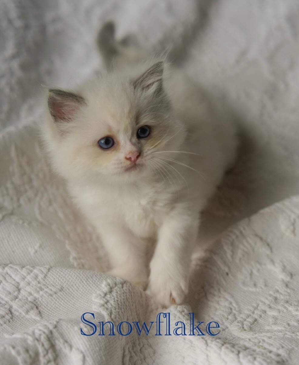 cute Ragdoll Kitten