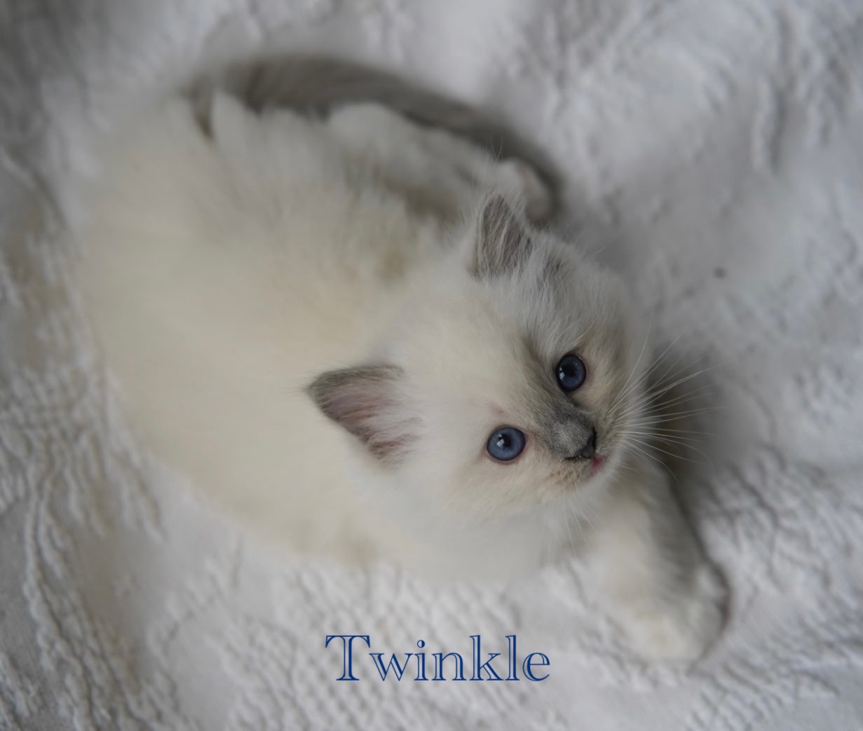 Cute Ragdoll Kitten