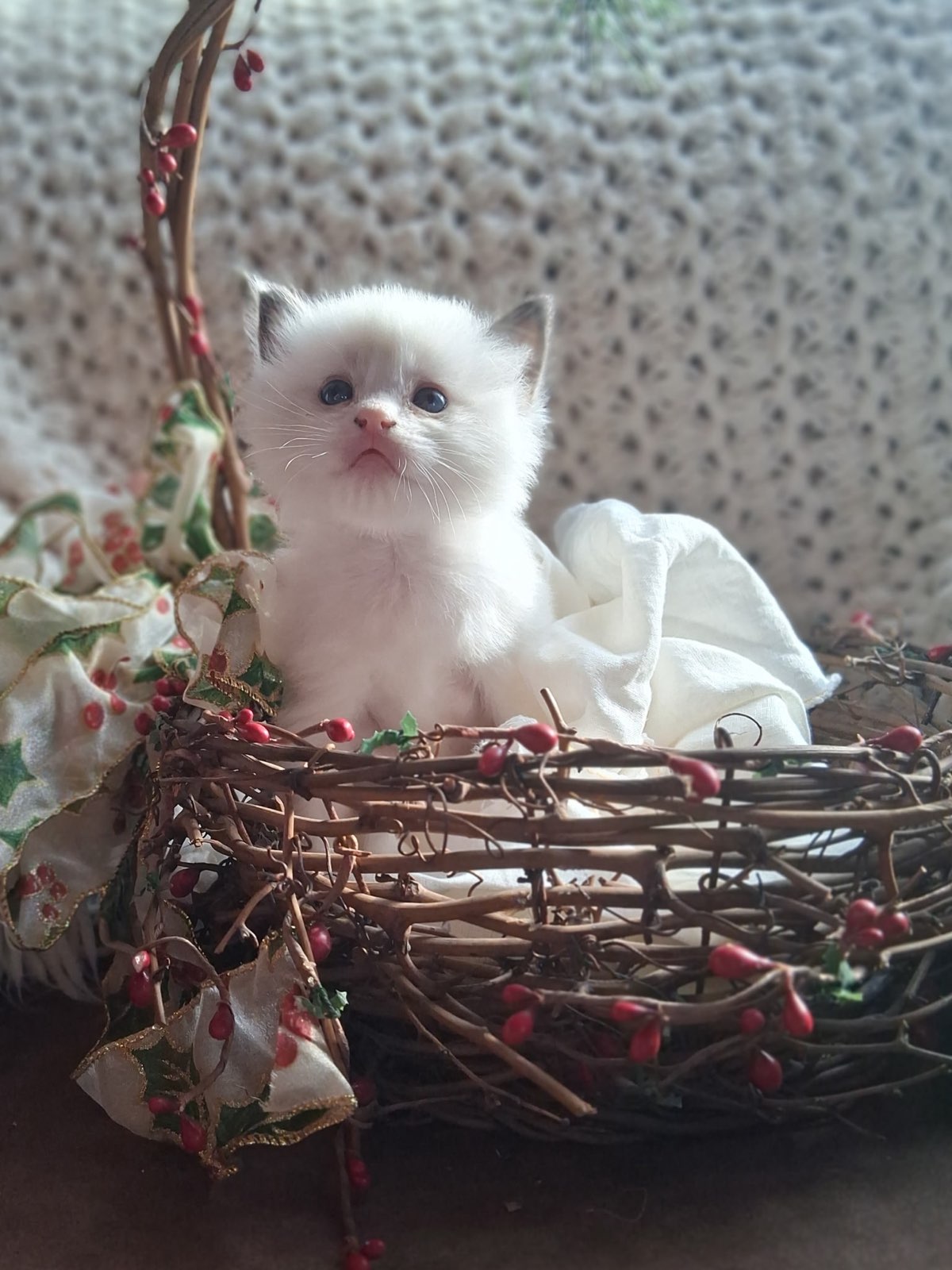 Cute Ragdoll Kitten
