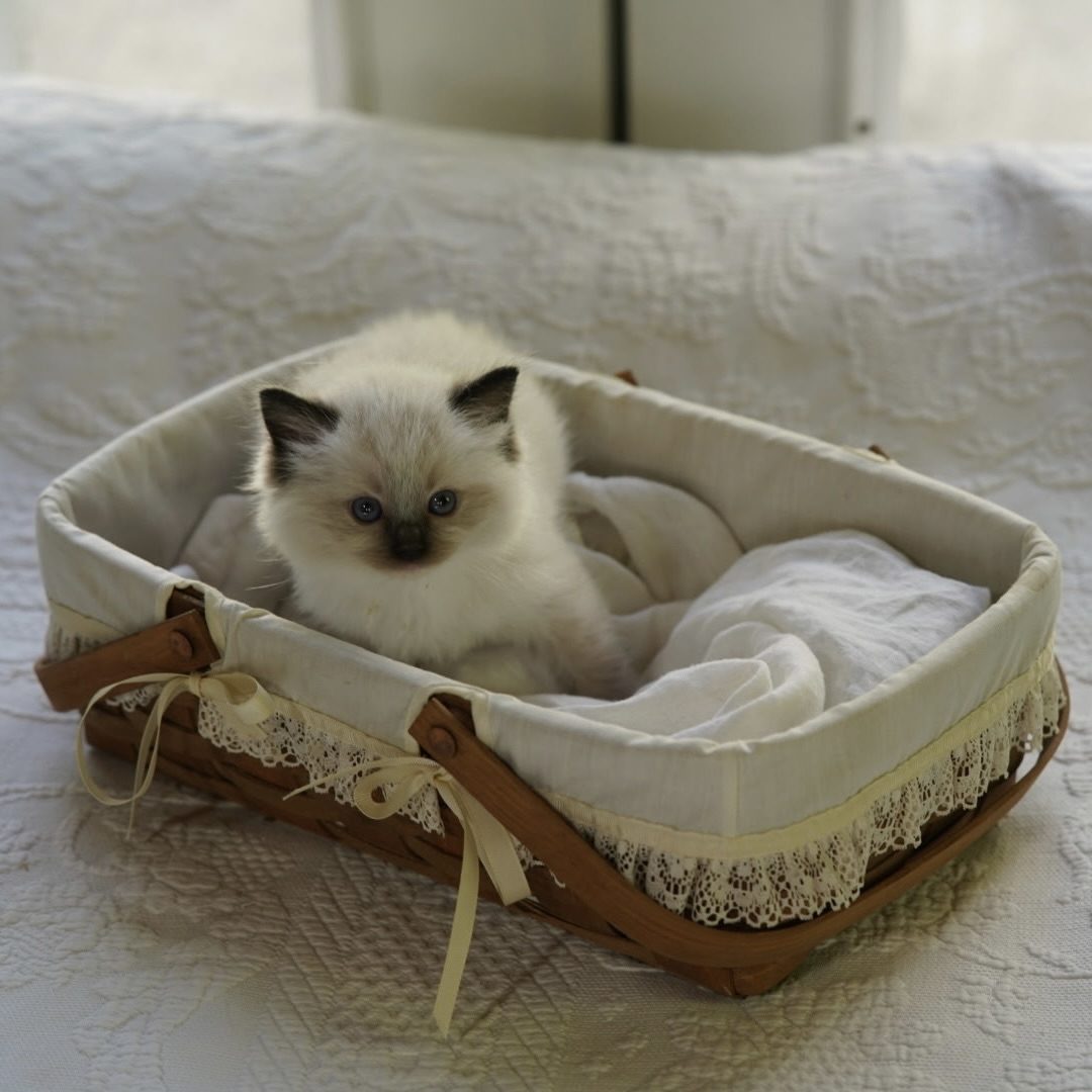 Cute Ragdoll Kitten