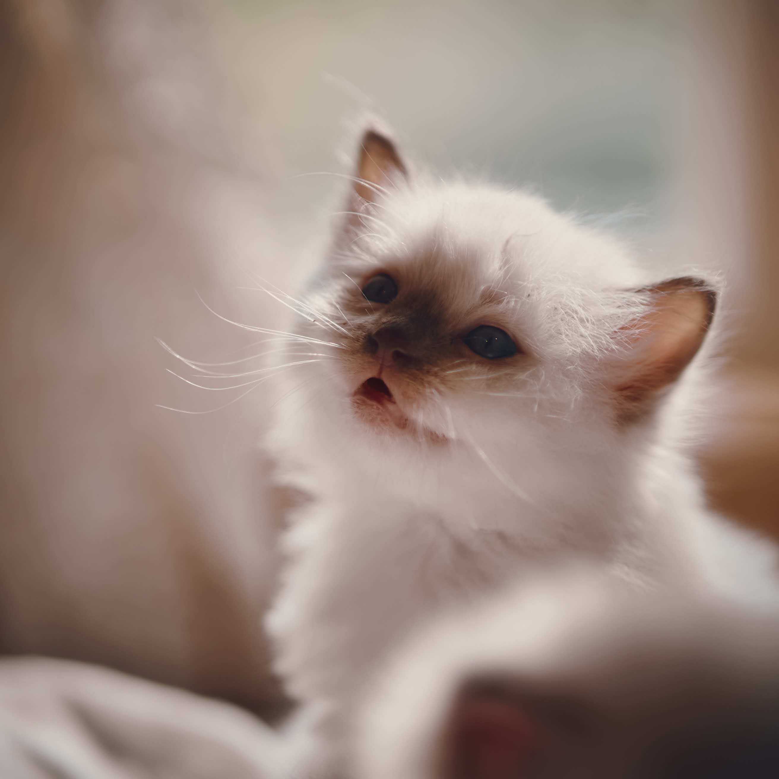 Cute Ragdoll Kitten