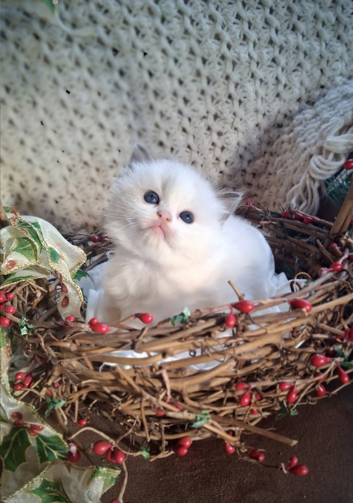 Cute Ragdoll Kitten