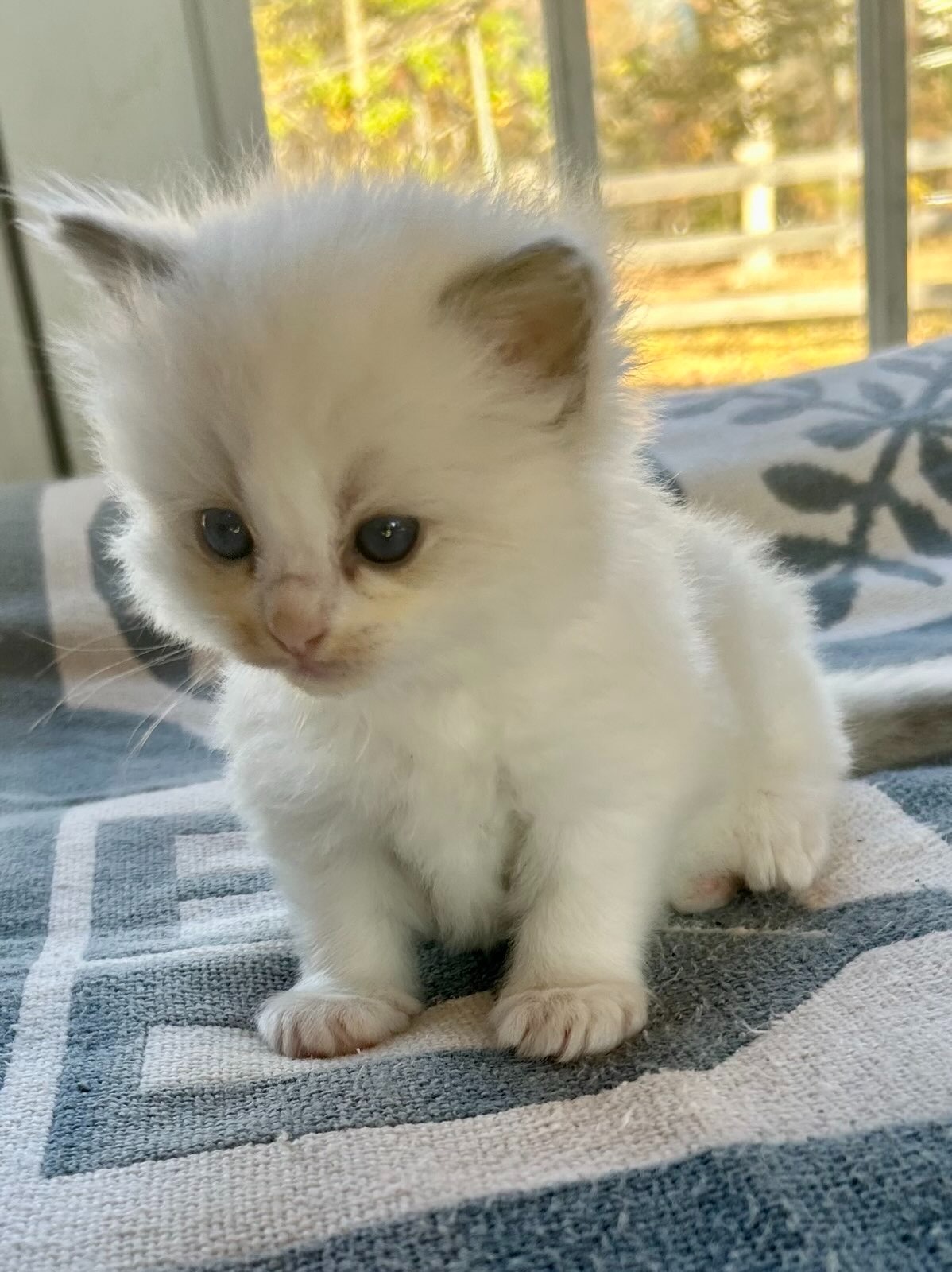 Cute Ragdoll Kitten