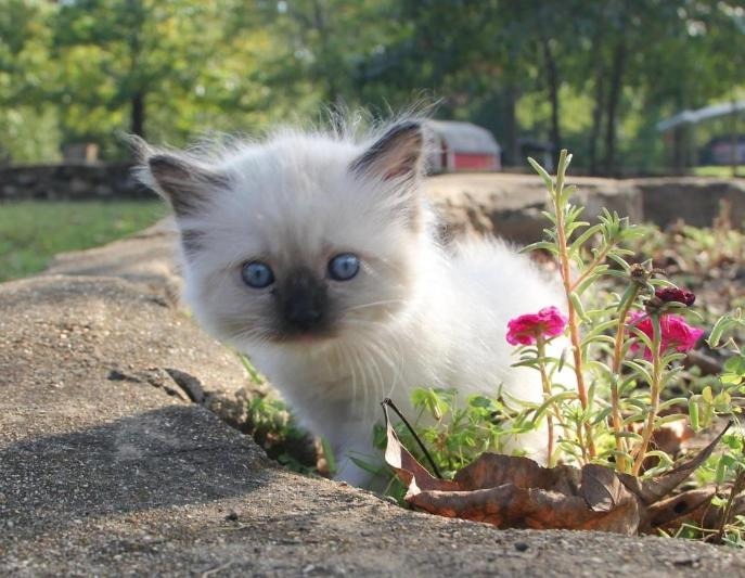 Cute Ragdoll Kitten