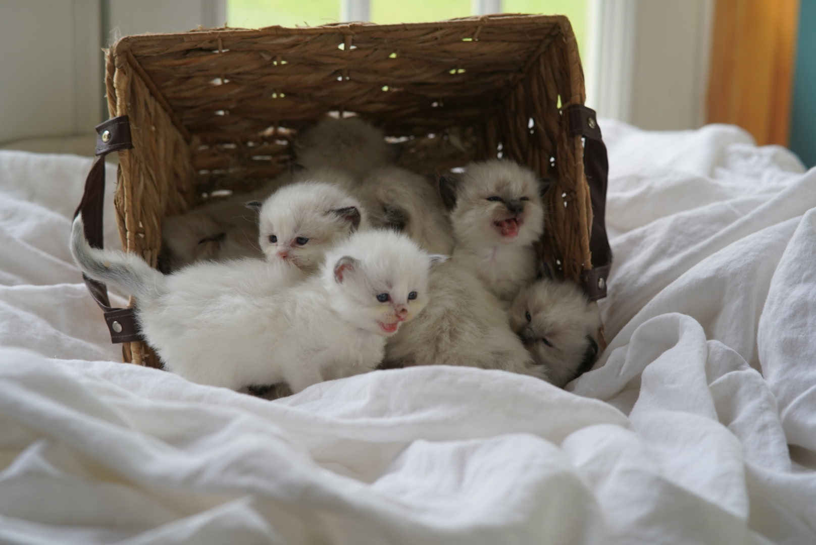 five rags and wags kittens