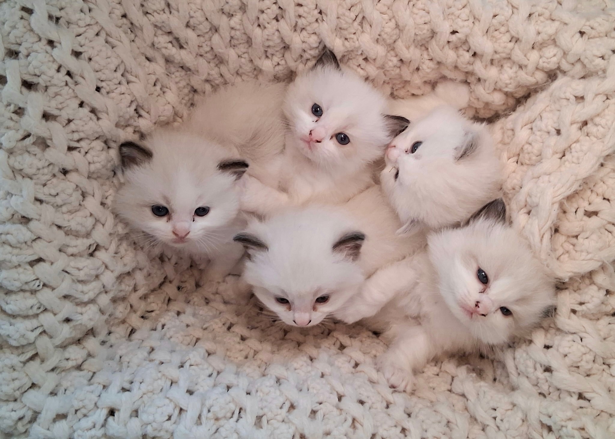 five rags and wags kittens