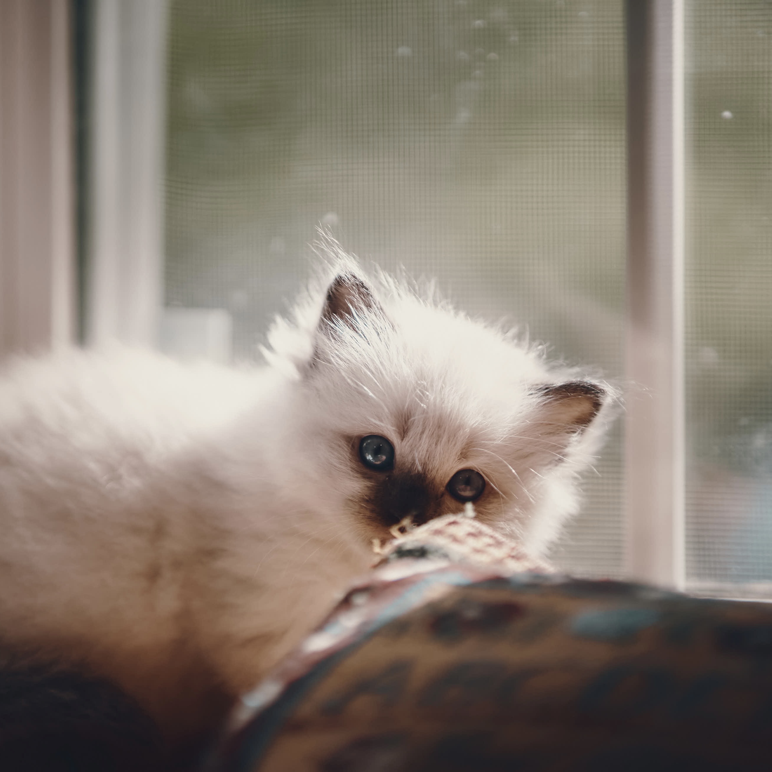 Cute Ragdoll Kitten