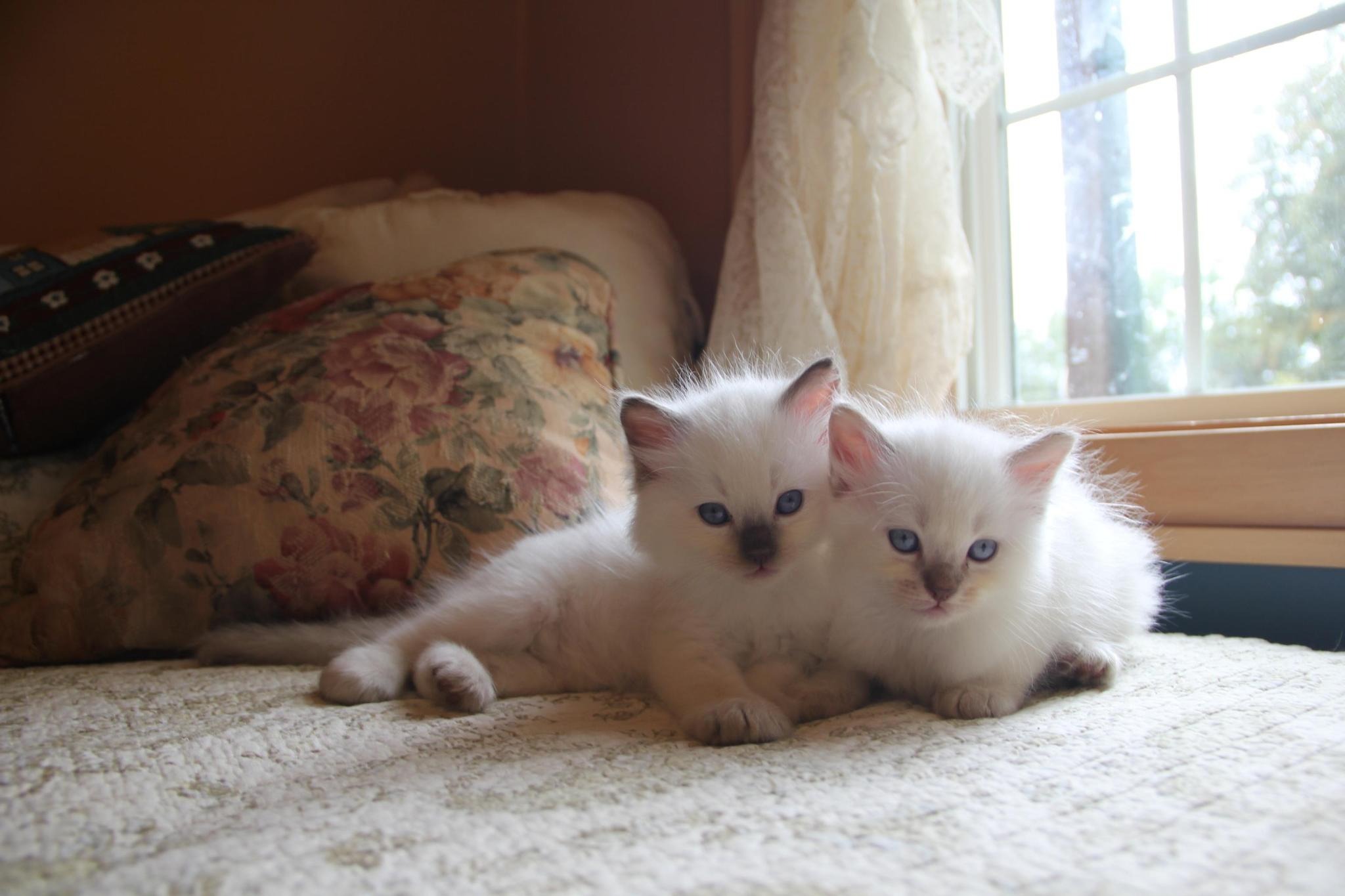 five rags and wags kittens